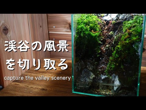 Aquaterrarium of moss-covered streams and water flowing quietly over rocks