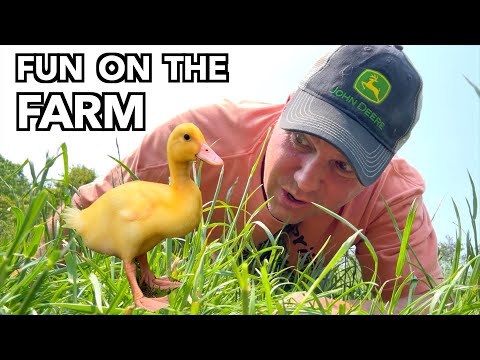 Tiny Duck House for the Ducklings - 1 Day Build