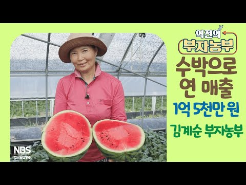 [역전의부자농부 268회] 수박으로 연 매출 1억 5천만원! 충북 충주 김계순 부자농부