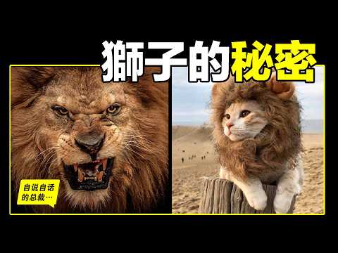 《獅子的真相》紀錄片：睜眼瞎，沒耐力，胃不好，跑不快，吃軟飯，殺兄弟？所謂「真相」到底是真是假？|自說自話的總裁