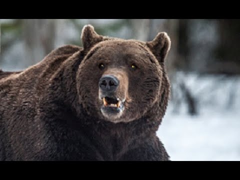 6 Shots Fired From A Hunting Rifle Didn't Stop This Brown Bear From Attacking Scott Newman
