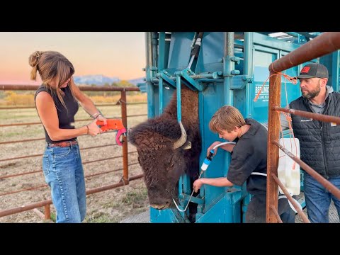 These Beginner Bison Ranchers SHOCKED Me! Twin Bison Ranch Inspiring Story