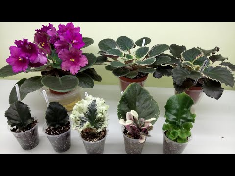 ФИАЛКА с листа и до цветения. Секреты выращивания!