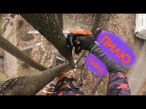 Как спилить дерево без помощника?