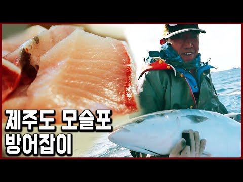 제주 마라도 앞바다에 나타난 모슬포 방어 사냥꾼들 (KBS_2017.01.21 방송)