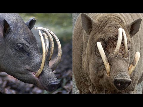 Очень Необычные и Странные Животные Планеты