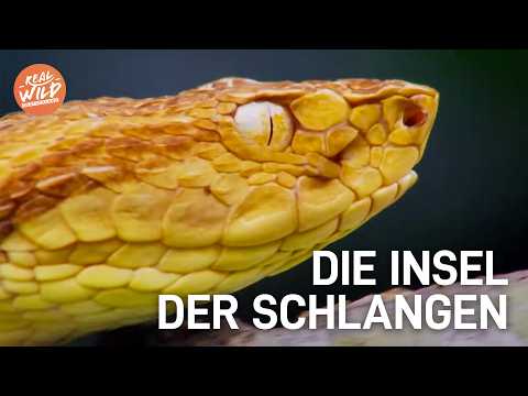 Die TÖDLICHSTE Insel der Welt: Brasiliens Schlangenparadies