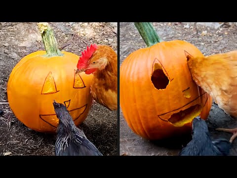 Chickens Are So Talented