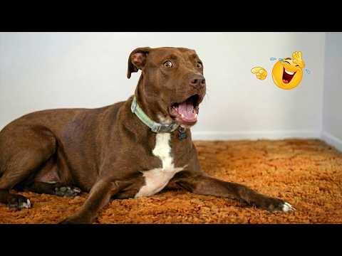 I Can’t Believe These Dogs Are Still This Funny 😂 Best Funny Dog Videos of 2026 🐶