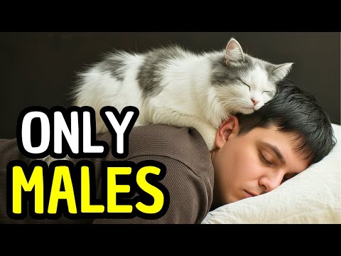 Why Your Male Cat Sleeps With You, He’s Doing Something Very Specific