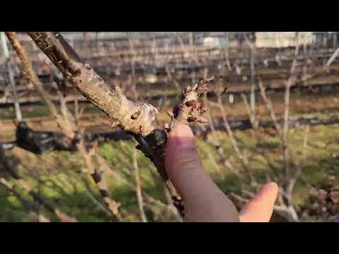 품종별 효율적인 수형-과지관리-동계전정 1(강구1호)