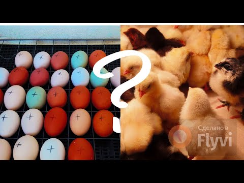 Инкубация Пищевого Куриного Яйца. Эксперимент в инкубаторе Золушка.