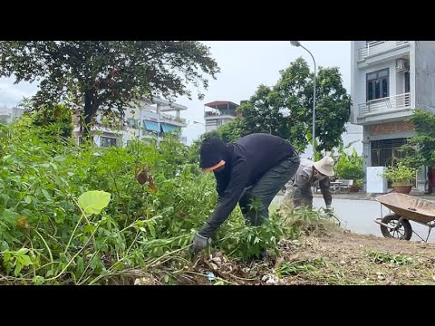 Clean up to transform overgrown sidewalk into useful walkways