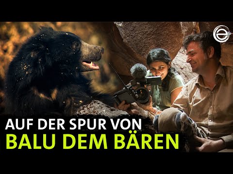 Lippenbären ‒ Abenteuer mit dem wahren Balu | Erlebnis Erde