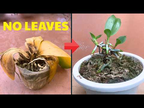 How to Save an Orchid with No Leaves – Full Rescue Guide
