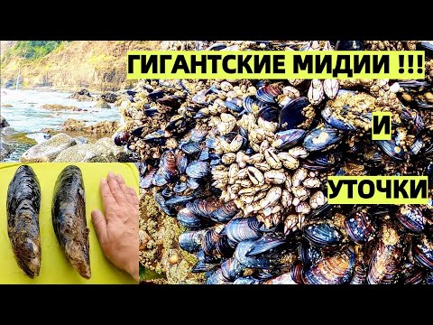 !! МИДИИ ГИГАНТЫ И МОРСКИЕ УТОЧКИ В ТИХОМ ОКЕАНЕ В США. GIANT MUSSELS !! КАК ПРИГОТОВИТЬ МИДИИ.