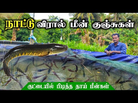 🦈600 தாய் விரால் மீன்களுடன் குஞ்சுகள் உற்பத்தி! viral fish