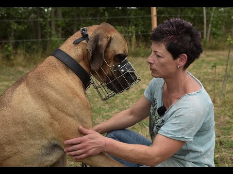 Höllenhunde – Wie gefährlich sind Pitbull und Co?