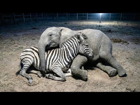 Abandoned at Birth, a Baby Elephant and Zebra Become Each Other’s Family | Animal Rescue Story