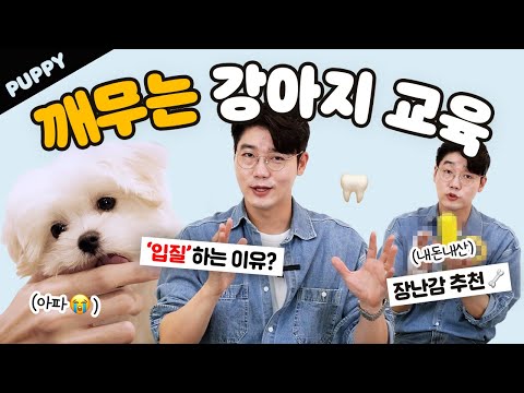 손, 가구 이것저것 다 깨무는 새끼강아지 해결 방법 6가지 | 퍼피 Q&A | 설채현 행동학 수의사