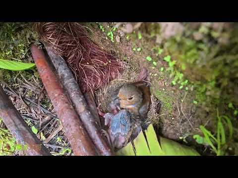 The cuckoo finding the chick gone from its back, it hurries back to the nest杜鹃鸟发现小鸟没在背上,爬回窝里推小鸟