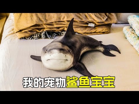 鯊魚寶寶是我的寵物，它非常聰明，就是喜歡喝馬桶水，科幻，奇幻，超能力，鯊魚，解說，6個短片解說合集