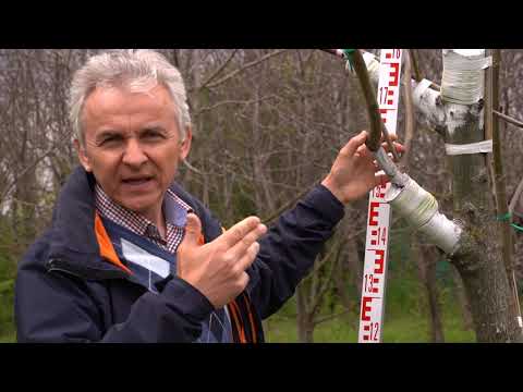 Formarea coroanei la nucul supra altoit