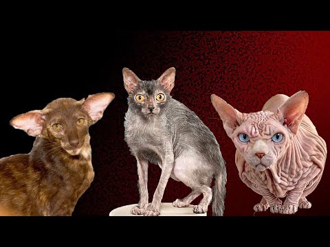 Самые Уродливые породы Кошек. Тут учёные явно Накосячили !!!