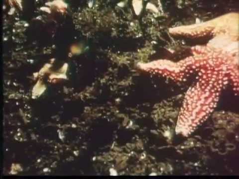 MIT Science Reporter — "How Fast is Fast?"