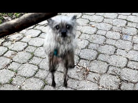 Woman takes lonely street dog home. Here's what happened.