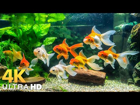 Aquarium 4K UHD – Stunning Coral Reef Fish | Relaxing Music for Sleep, Meditation & Stress Relief