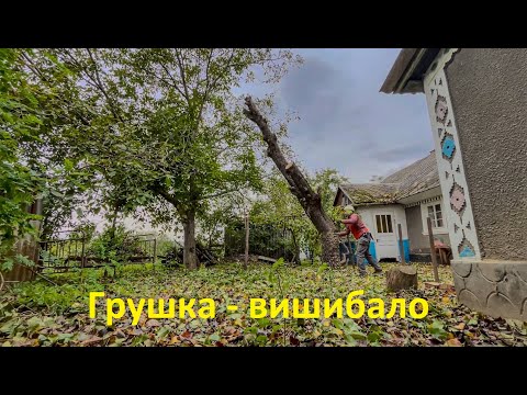 Пиляю грушу новим інструментом Silky Sugoi 360