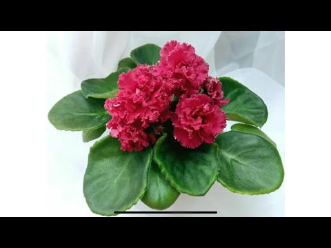 I'm planting violet babies from the leaf. New items in my collection 😁🌸