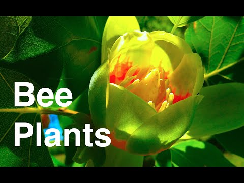 Plants For Honey Bees