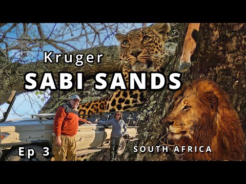 Ultimate Safari Adventure in Sabi Sands – Big Cats, Rhinos & Elephants