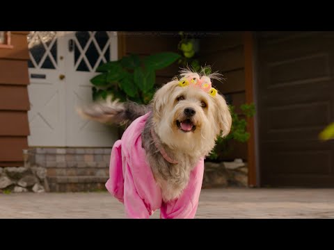 New Look | Subaru Outback Dog Tested TV Commercial