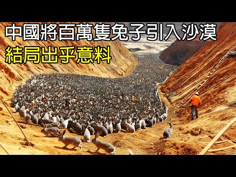 [生物放大鏡] 中國引入百萬隻兔子入沙漠! 十年後的結果出乎意料 ! |  沙漠裡生出的螃蟹與珍珠  | 地球癌症的解方!?