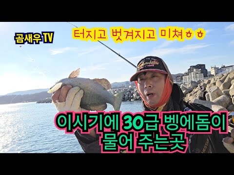 30급 겨울벵에돔 이 바글바글 한 곳 ㅎㅎ   터지고 벗겨지고 예민한 벵에돔 잡기 #벵에돔 #학꽁치 #동해벵에돔 #바다낚시 #낚시포인트#벵에돔포인트#동해벵에돔 #곰새우