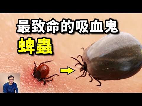 吸血後膨脹上百倍,殺傷力遠超蚊子!蜱蟲叮咬致死事件暴增的真相【老肉雜談】#動物 #蜱蟲 #bug #蜘蛛