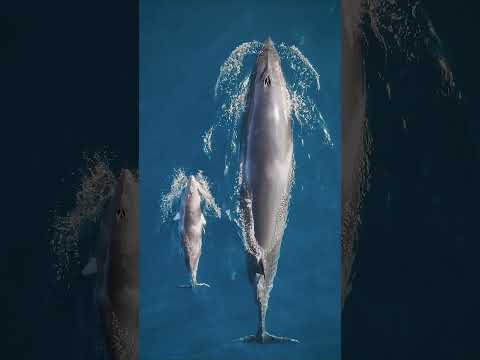 Rare sighting of a dwarf minke whale calf with its mother 🐋 #Shorts #Ocean #Whale