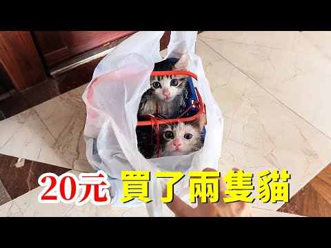 去菜市場買菜，卻意外遇到了在魚攤被寄賣的兩隻小貓