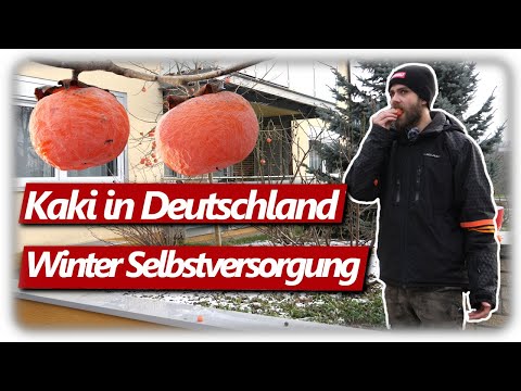 Persimmons from your own garden | Harvest subtropical fruits in winter