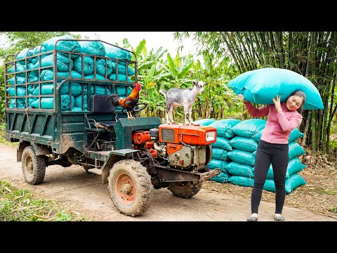 Use Truck To Transport 100 Bags of Rice Husks To Sell for Villagers - Daily Farm