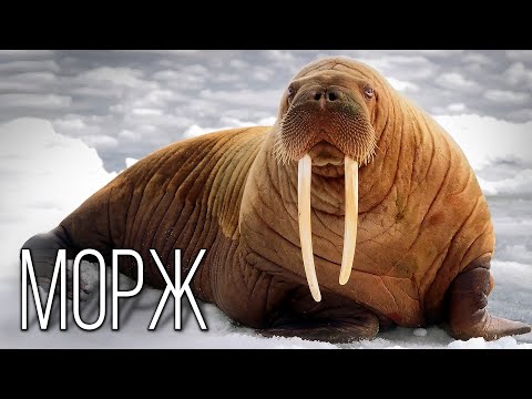 Walrus: Giant of the Northern seas | Interesting facts about walruses