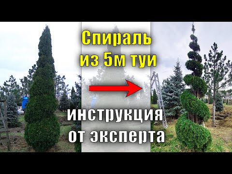 5м. Спираль из туи от эксперта. мастер - класс по стрижке, туя смарагд обрезка и формирование туи