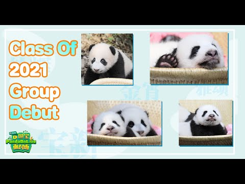 2021 Newborn Pandas Make Public Debut (2021.10.22 Live Replay)  | iPanda