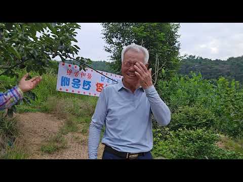 황금알농법 단감 단감명장 전유배 단감재배 돈버는농사 단감농사중간평가 단감농사 단감적심재배 적심재배 단감추비 단감비료량 단감탄저병 단감낙엽병 