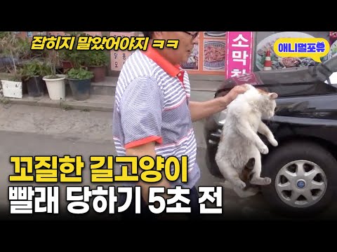 '전설의 냥빨래 5초전' 할아버지를 너무 믿었던 길고양이 최후 I KBS 반려동물극장 단짝 2015 방송