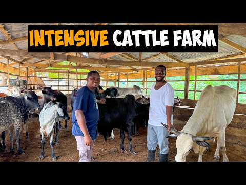 Inside an INTENSIVE CATTLE FARM:Full Tour and Expert Tips for Successful Farming #cattle #cattlefarm