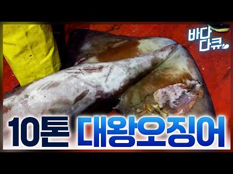 한국이 다 사 간다. 한국 때문에 웃음꽃 피는 페루 어부들 / 떼로 나타난 대왕오징어에 한 번에 10톤씩 잡아버리는 오징어잡이배 / 페루 효자상품 1m 대왕오징어 / #바다다큐